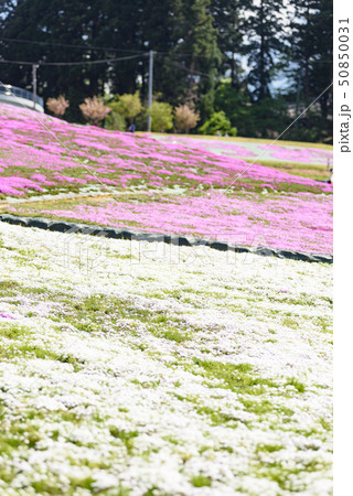 大森芝桜まつり 50850031