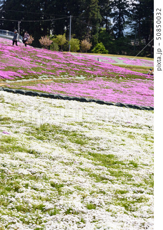 大森芝桜まつり 50850032