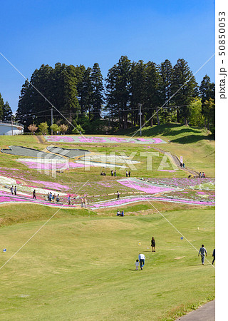大森芝桜まつり 50850053