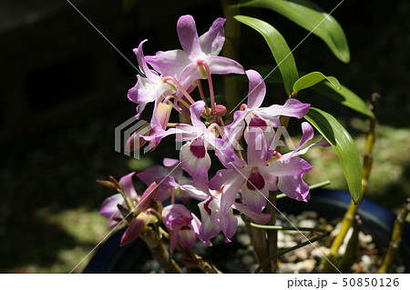 デンドロビウム 50850126