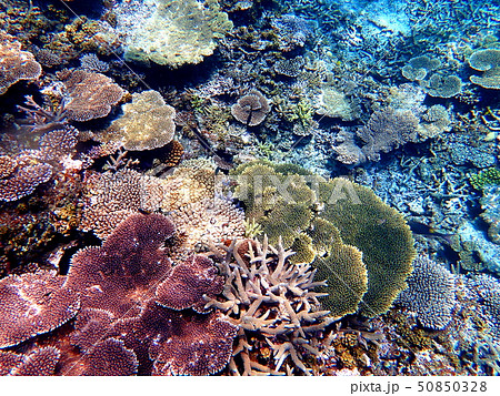 宮古島・八重干瀬の珊瑚4 宮古島・八重干瀬の珊瑚4 50850328