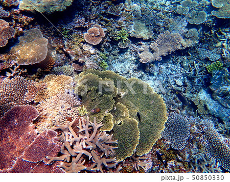 宮古島・八重干瀬の珊瑚6 宮古島・八重干瀬の珊瑚6 50850330