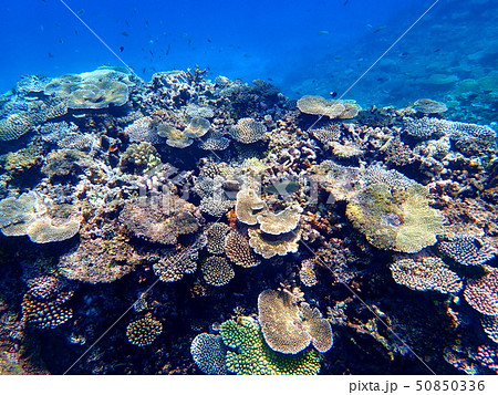 宮古島・八重干瀬の珊瑚11 宮古島・八重干瀬の珊瑚11 50850336
