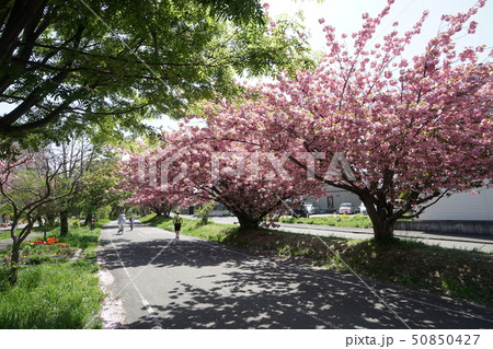春の陽だまりロード風景(札幌市厚別区厚別) 春の陽だまりロード風景(札幌市厚別区厚別) 50850427