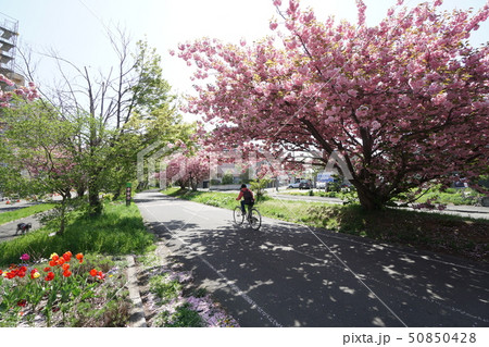 春の陽だまりロード風景（札幌市厚別区厚別） 50850428