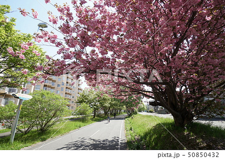 春の陽だまりロード風景(札幌市厚別区厚別) 春の陽だまりロード風景(札幌市厚別区厚別) 50850432