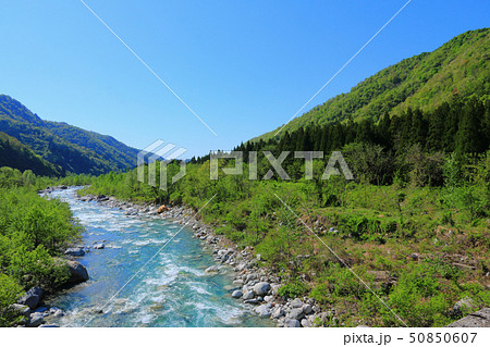 早月川と新緑 早月川と新緑 50850607