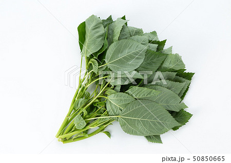 モロヘイヤ モロヘイヤ 50850665