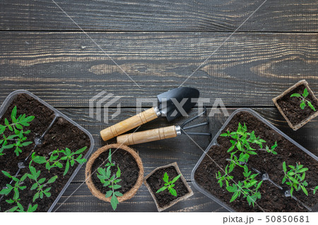 Eco friendly pots with young tomato sprouts Eco friendly pots with young tomato sprouts 50850681