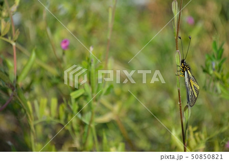 草原で休むキバネツノトンボ 50850821