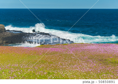 Natural and animals in Phillip Island 50850891