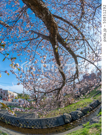 晴れた日の桜 / 北海道の公園 50851292