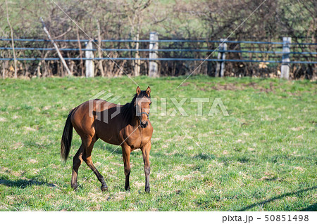 サラブレッドの仔馬 / 新ひだか町の牧場 50851498