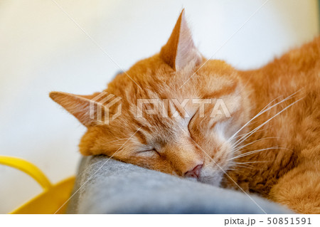 猫 ネコ 昼寝 猫 ネコ 昼寝 50851591