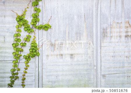 古い白塗りの雨戸をはう蔦 古い白塗りの雨戸をはう蔦 50851676