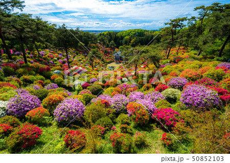 塩船観音寺のつつじ 50852103