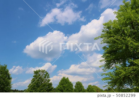 風景 緑 春 杤木 風景 緑 春 杤木 50852299