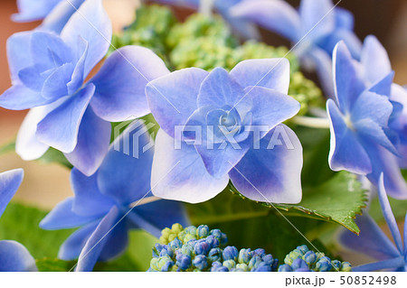 アジサイ 50852498