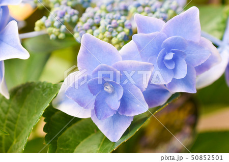 アジサイ アジサイ 50852501