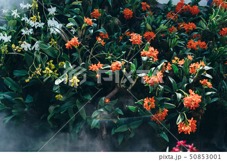 Blooming red flowers, tropical plants. Nature, background. 50853001