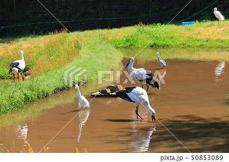 【兵庫県】晴天下のコウノトリの郷公園 50853089