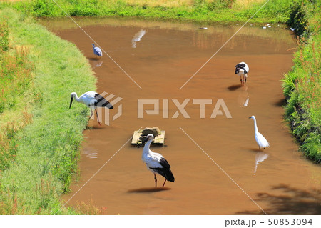 【兵庫県】晴天下のコウノトリの郷公園 50853094