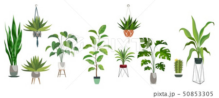 Pot plant set. Plants plastic decorative container and hanging styling indoor basket for potting 50853305