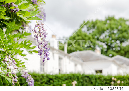 薄紫色の藤の花と遠くに見える白壁の建物 イギリス郊外の公園にて 薄紫色の藤の花と遠くに見える白壁の建物 イギリス郊外の公園にて 50853564