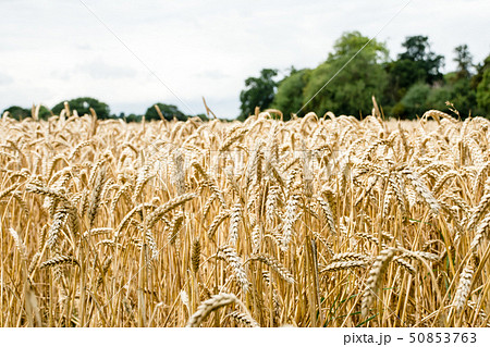 収穫時期になった茶色く垂れる麦の穂 50853763