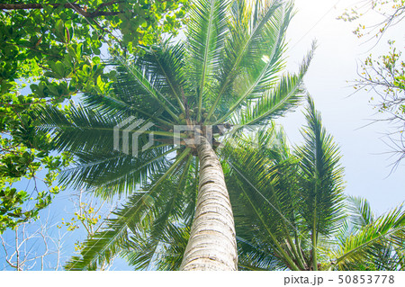 夏 ヤシ ヤシの木 50853778