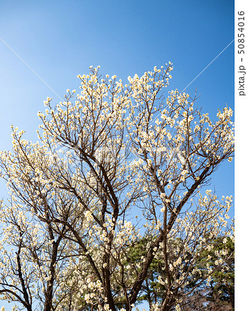 Beautiful white magnolia flower on spring blossom  50854016