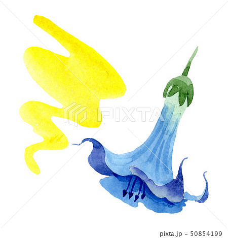 Blue brugmansia floral botanical flowers. Watercolor background set. Isolated brugmansia 50854199