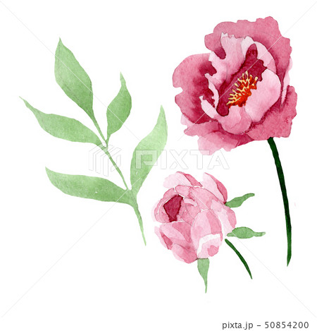 Dark red peony floral botanical flowers. Watercolor background illustration set. Isolated peony 50854200