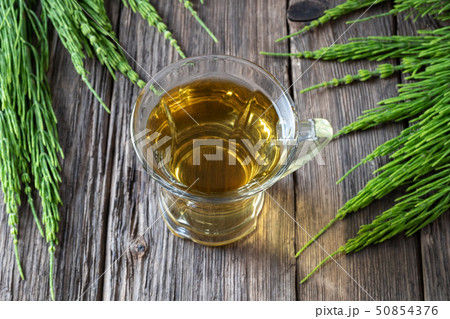 Cup of horsetail tea with fresh horsetail twigs Cup of horsetail tea with fresh horsetail twigs 50854376