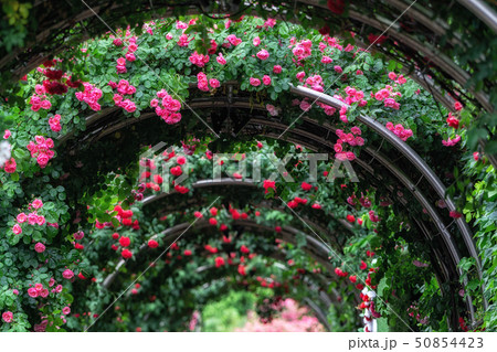 tunnel of roses 50854423