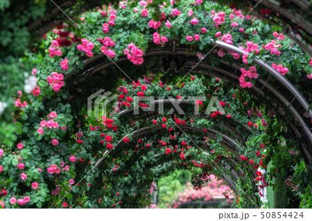 tunnel of roses 50854424