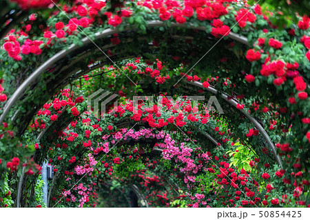 tunnel of roses 50854425