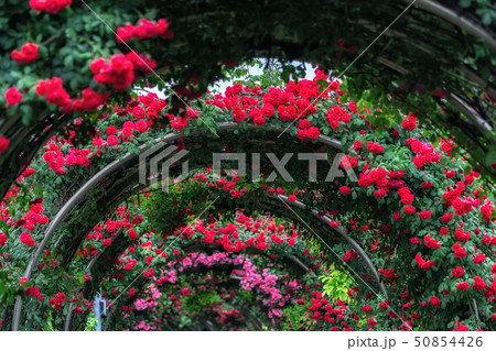 tunnel of roses 50854426