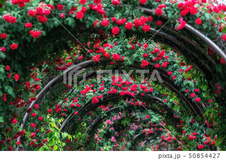tunnel of roses 50854427