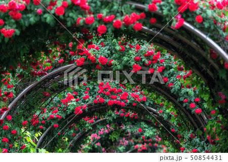 tunnel of roses 50854431