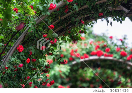tunnel of roses 50854436