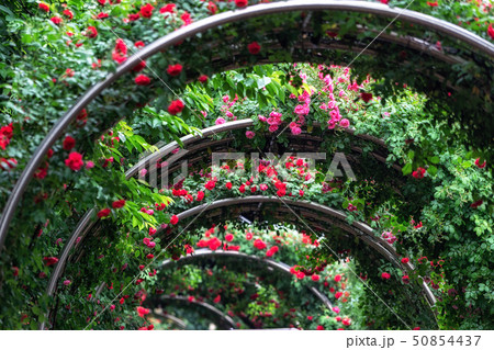tunnel of roses 50854437
