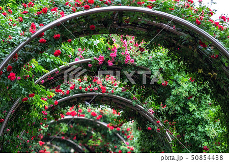 tunnel of roses 50854438