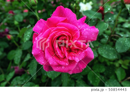 pink perfume rose flower 50854443