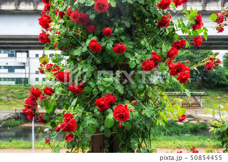 red roses in seoul rose festival 50854455