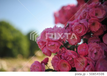 バラ 花 バラの花 50854506