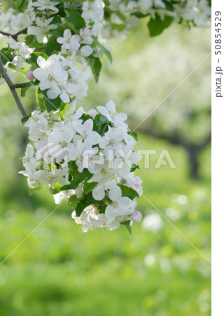 風景写真 植物 静物 屋外 りんご園 ミツバチ 養蜂 ハチミツ ジャム リンゴジュース  風景写真 植物 静物 屋外 りんご園 ミツバチ 養蜂 ハチミツ ジャム リンゴジュース  50854529
