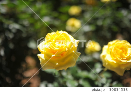 バラ 花 バラの花 50854558