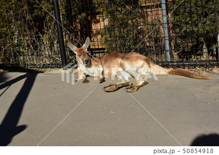 カンガルーのひなたぼっこ 50854918