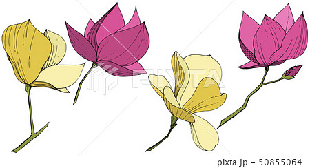 Vector Magnolia foral botanical flowers. Purple and yellow engraved ink art. Isolated magnolia Vector Magnolia foral botanical flowers. Purple and yellow engraved ink art. Isolated magnolia 50855064